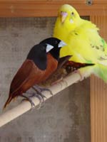 インコはデカい!