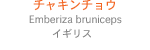 チャキンチョウ