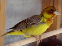 チャキンチョウ