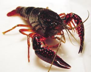 アメリカザリガニ