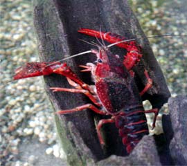 隠れるザリガニ