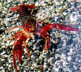 威嚇するザリガニ