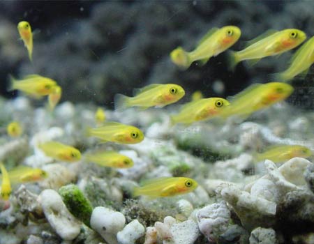 元気に泳ぐ小魚